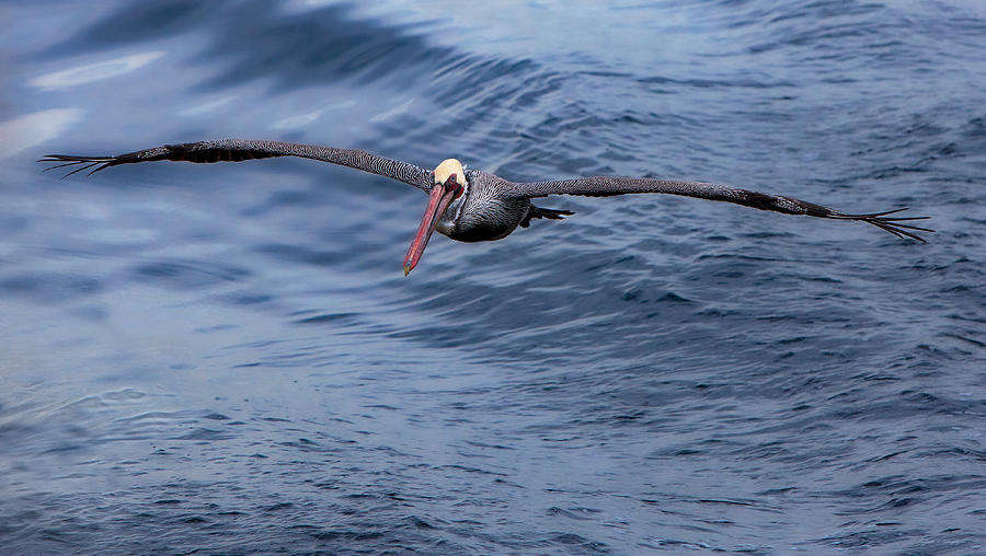 Pelican In Flight #2 Photograph by John A Rodriguez