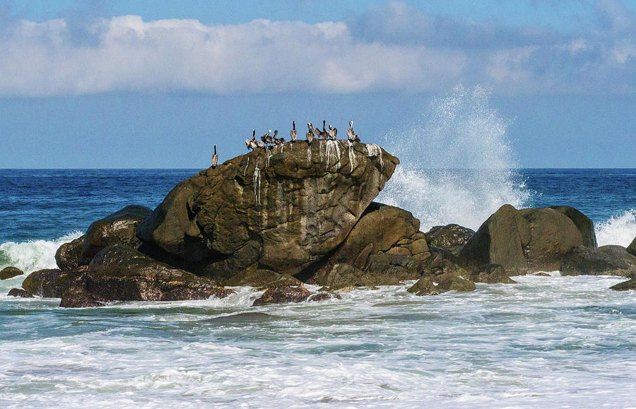 Pelicans on a rock. #2 Photograph by Rob Huntley
