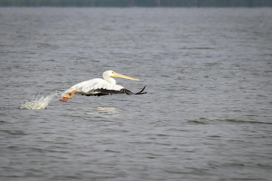 Pelican Photograph - Pelicans on Reelfoot lake in Tennessee during their annual migration #2 by Kannan Sundaram