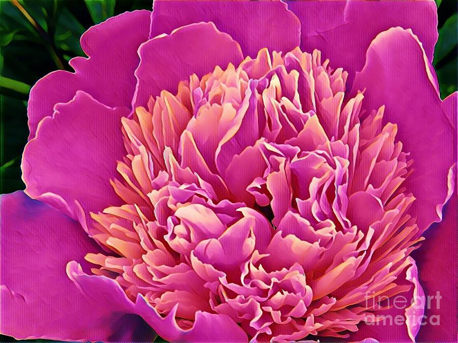 Peony #3 Painting by Marilyn Smith