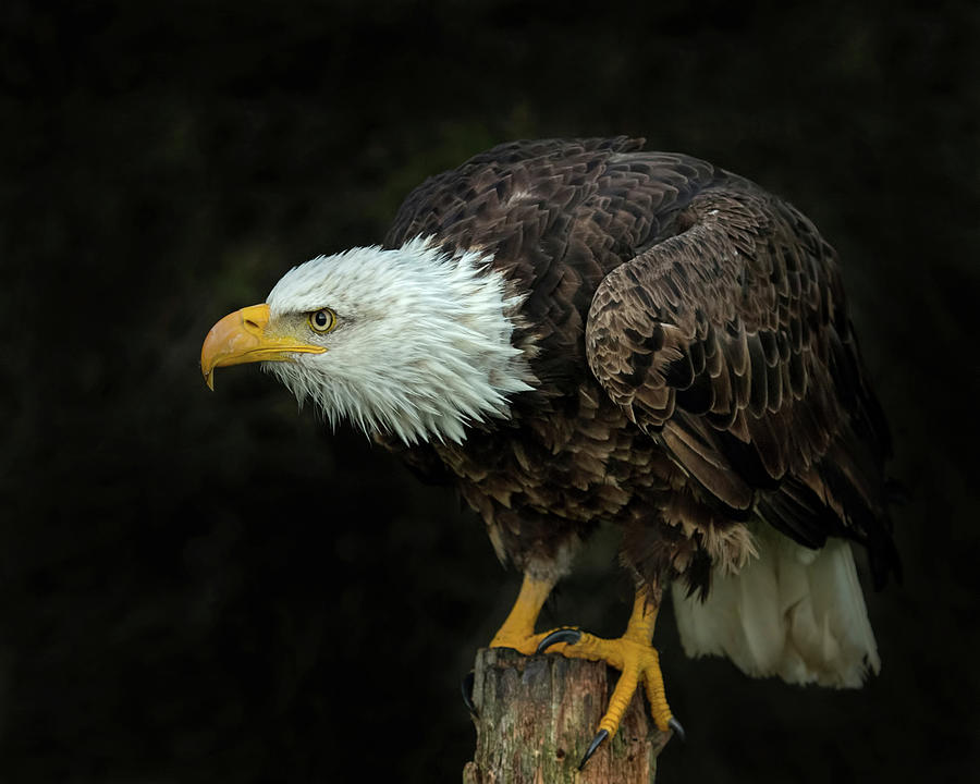 Perched Bald Eagle #2 Photograph by CR Courson