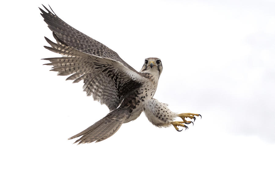 Peregrine Falcon #2 Photograph by Mark Newman