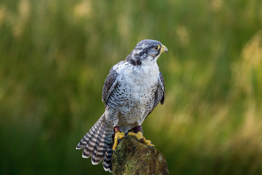 Peregrine Gyr Falcon #2 Photograph by Anita Nicholson
