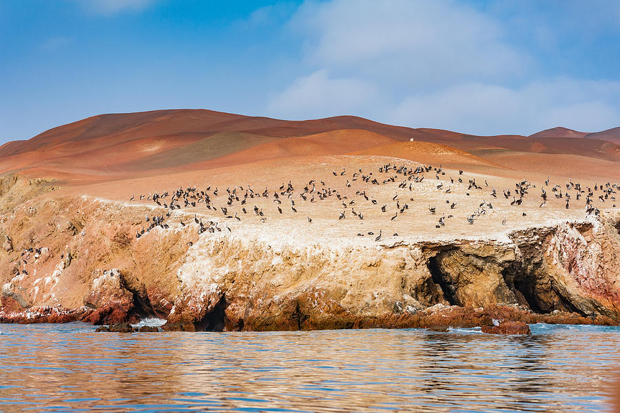 Peruvian pelicans nesting along the red cliffs of the northern face of Paracas Peninsula at Pisco Bay in Peru. #2 Photograph by Oleksandra Korobova
