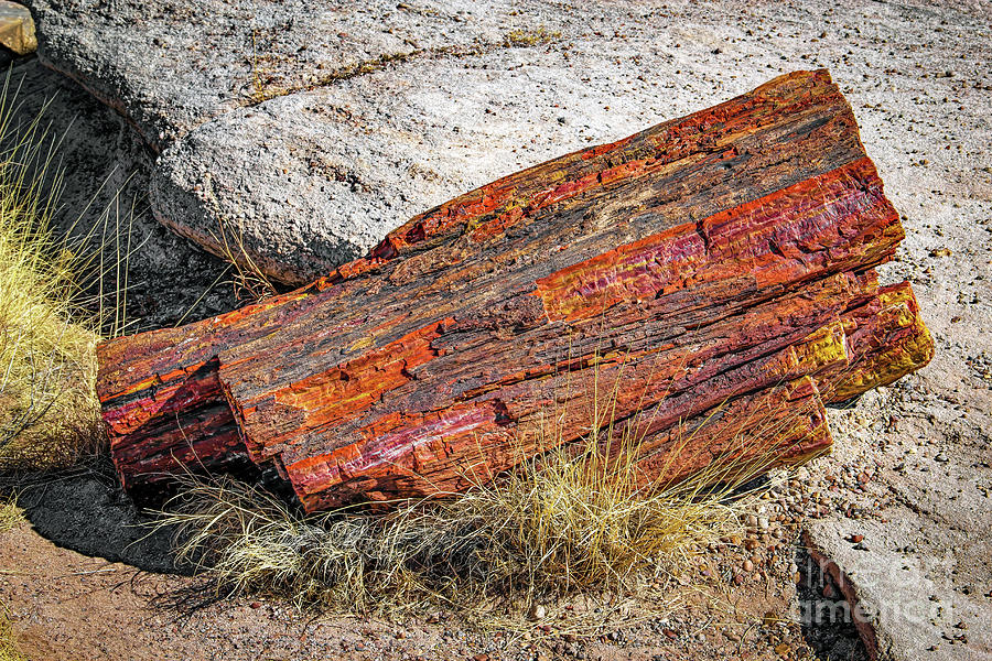 Petrified Log #2 Photograph by Jon Burch Photography