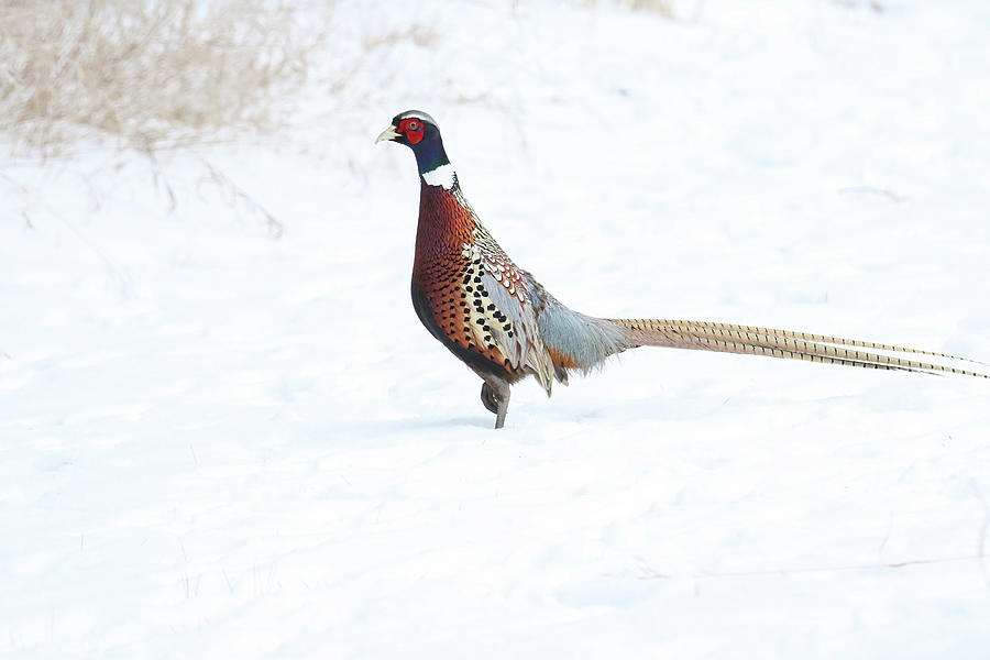 Pheasant #2 Photograph by Brook Burling