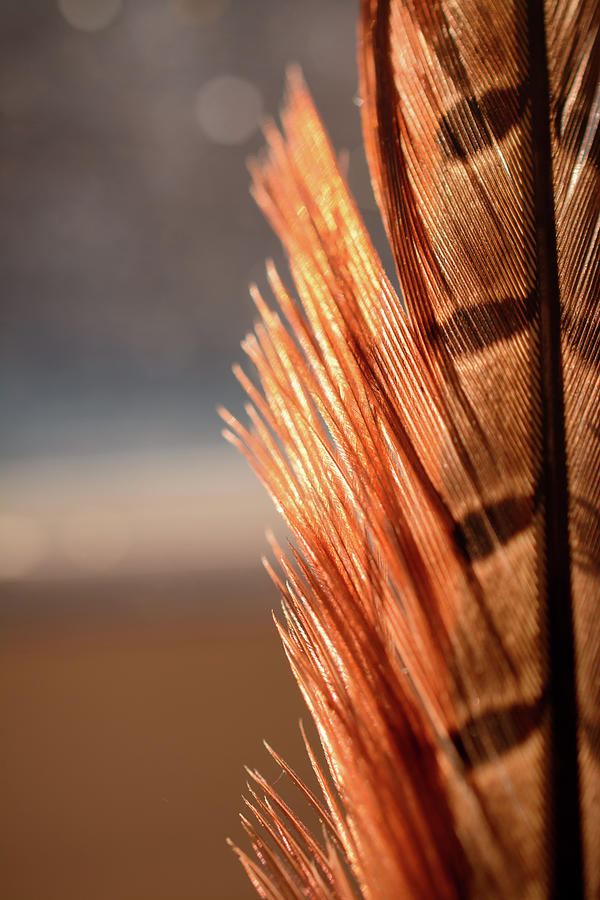 Pheasant Feather #2 Photograph by Mike Fusaro