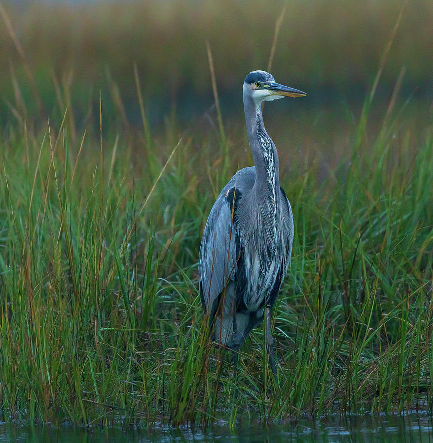 Great Blue Heron standing in the marsh in Newport, RI Photograph by ...