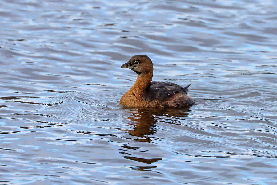 Pied-billed Grebe Photograph by Joseph Siebert | Fine Art America