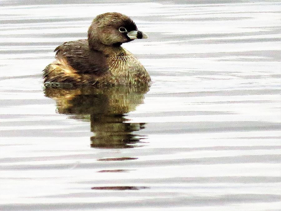 Pied-billed Grebe  #2 Photograph by Lori Frisch