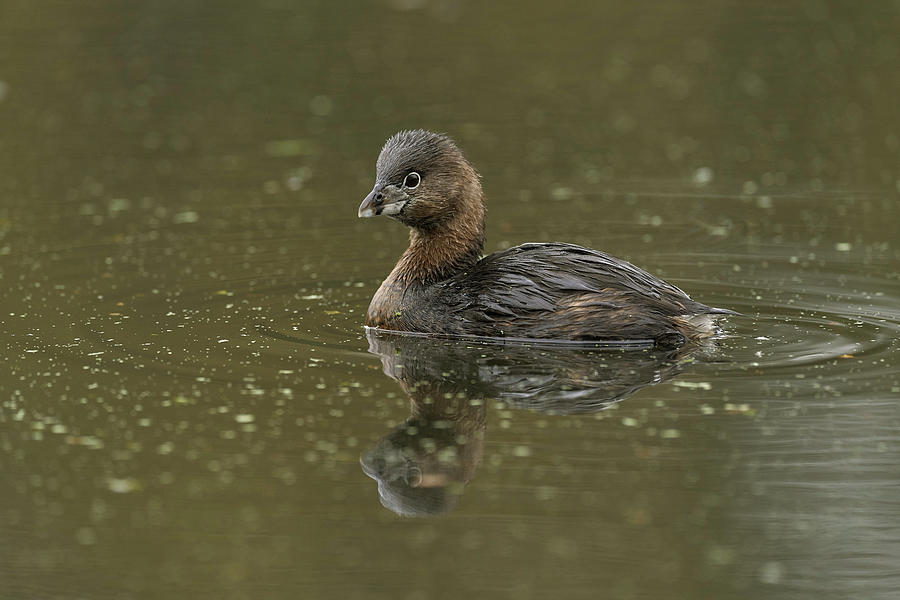 Pied-billed Grebe, Sacramento County California by Doug Herr Pied-billed Grebe, Sacramento County California by Doug Herr