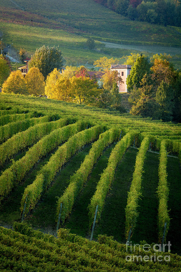 Piemonte Italy Vineyard Photograph