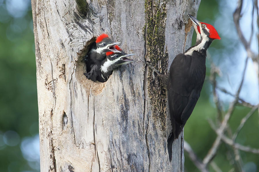 Pileated Woodpecker Family #2 Photograph by Brook Burling
