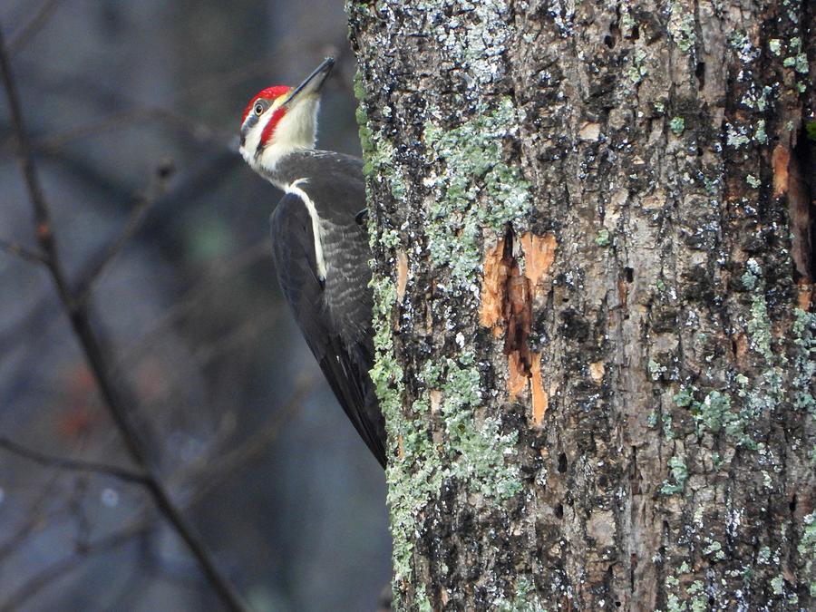 Pileated Woodpecker #2 Photograph by Living Color Photography Lorraine Lynch