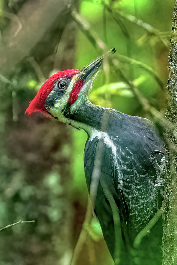 Pileated Woodpecker #2 Photograph by Timothy Anable