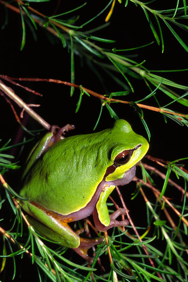 Pine Barrens Treefrog Photograph By Michael Redmer - Fine Art America