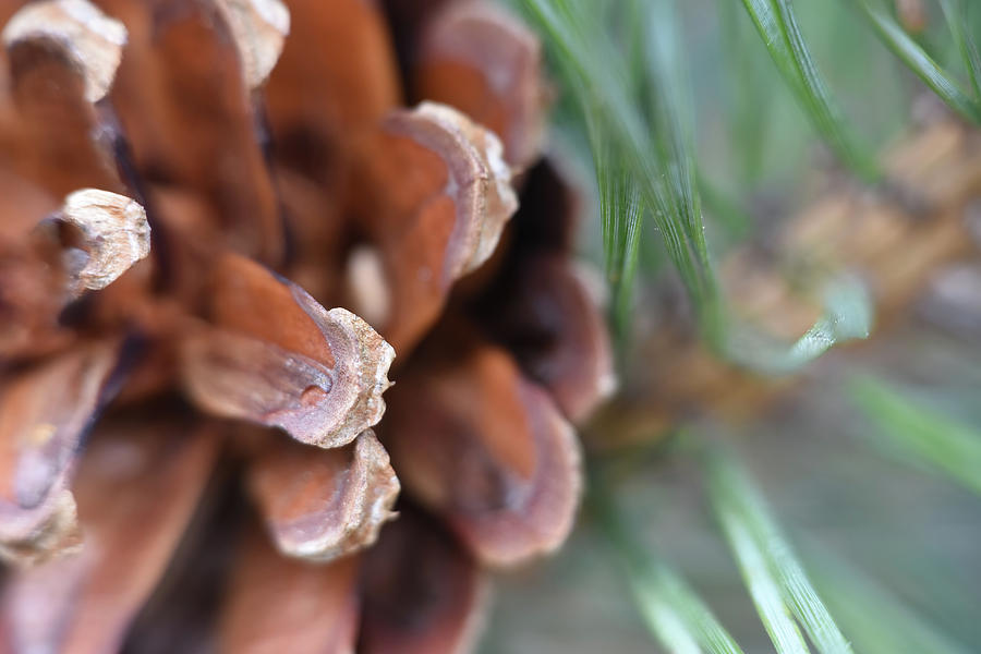Pine Cone #2 Photograph by Kuni Photography