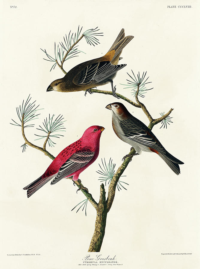 Audubon Birds Drawing - Pine Grosbeak #2 by John James Audubon
