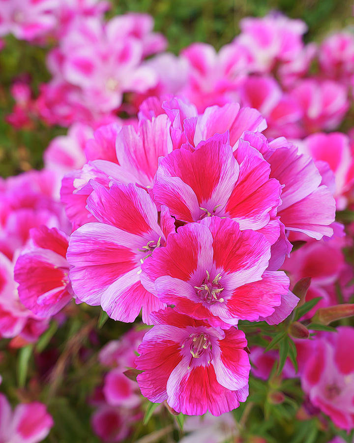 Pink and White Dianthus Explodes with Color #2 Photograph by Lindsay Thomson
