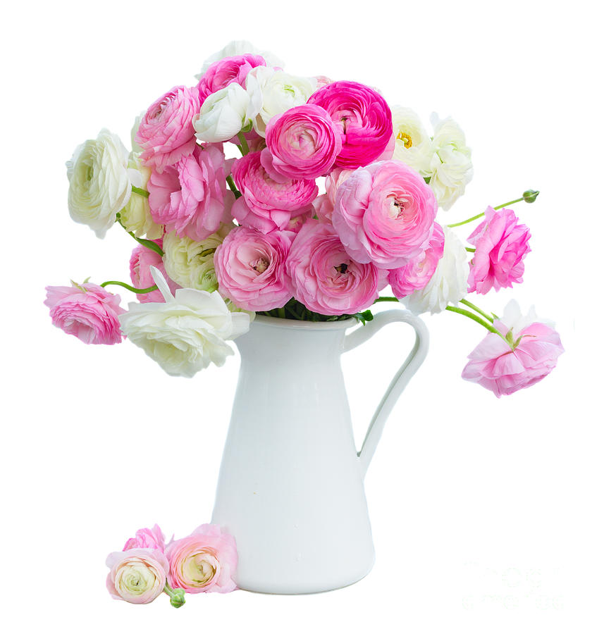 Pink and white ranunculus flowers #2 Photograph by Boon Mee