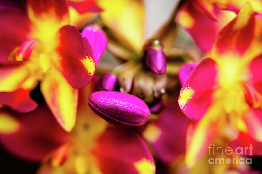 Pink and Yellow Orchid Flower #2 Photograph by Raul Rodriguez