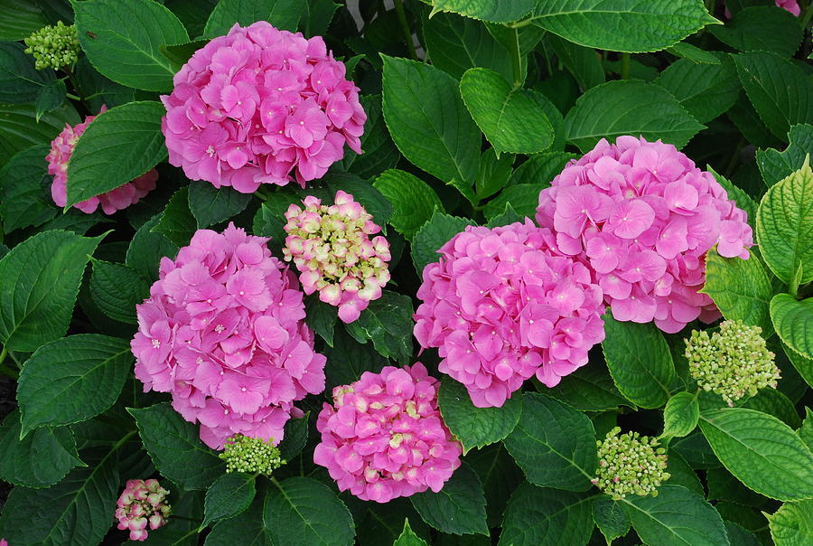 Pink Annabelle Hydrangeas #2 Photograph by Ee Photography