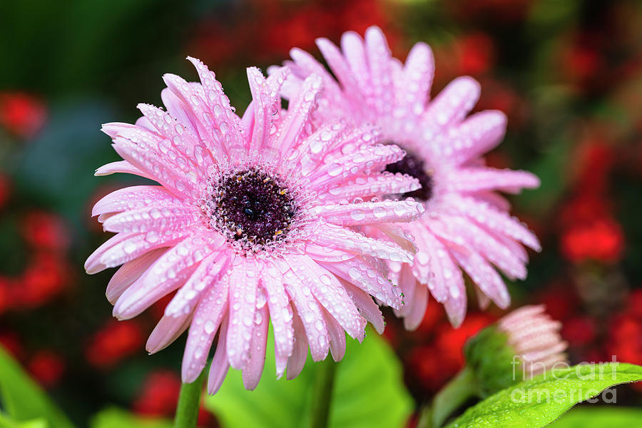 Pink Daisy #2 Photograph by Raul Rodriguez