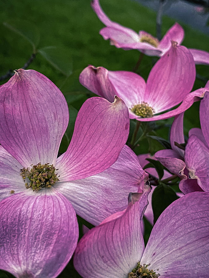 Pink Dogwood  #2 Photograph by William Norton
