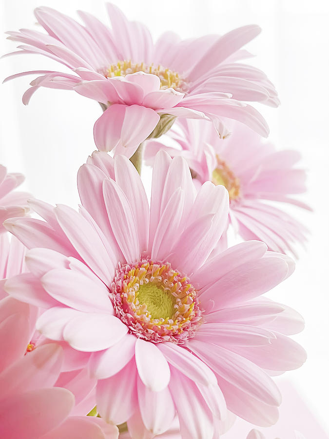 Pink Gerbera Daisy Flower Photograph