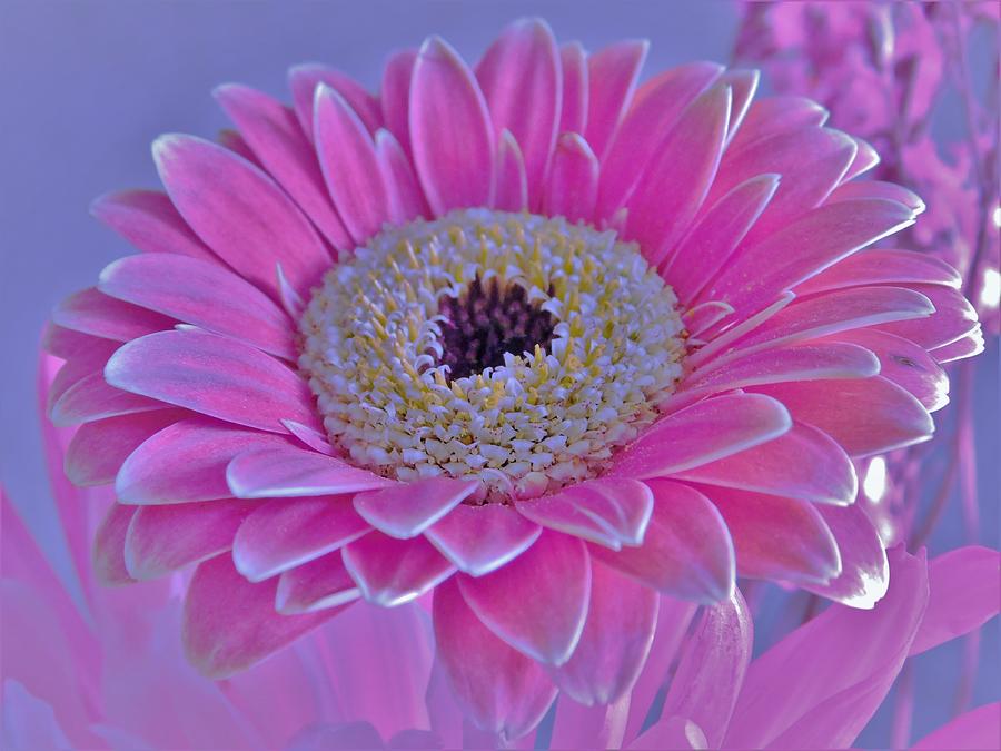 - Pink Gerbera Daisy  #2 Photograph by THERESA Nye