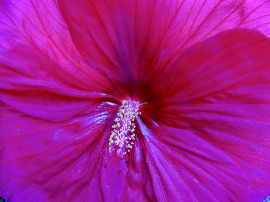 Pink Hibiscus #2 Photograph by Stephanie Moore