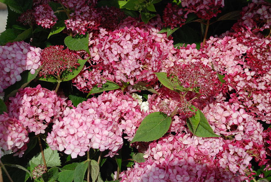 Pink Hydrangeas #2 Photograph by Ee Photography
