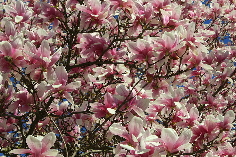 Pink Magnolias in Full Bloom Photograph by Dora Sofia Caputo