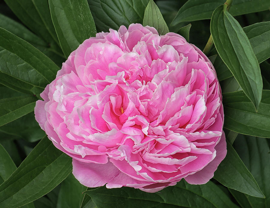 Pink Peony #2 Photograph by Dave Mills
