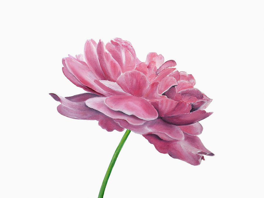 Pink Rose II Painting by Elizabeth Lock