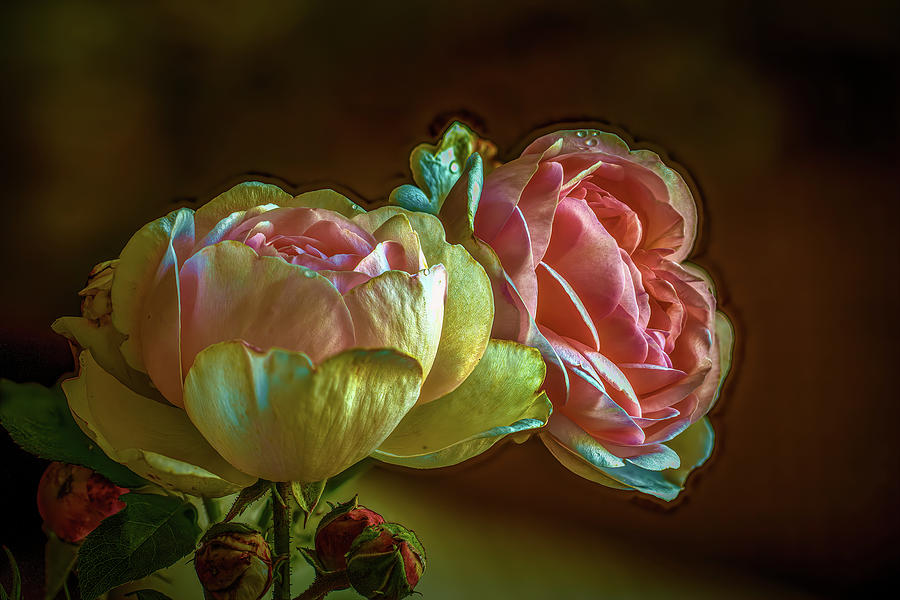 2 Pink Roses #j0 Photograph by Leif Sohlman