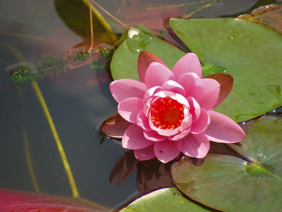 Pink Waterlily #2 Photograph by Anthony Seeker