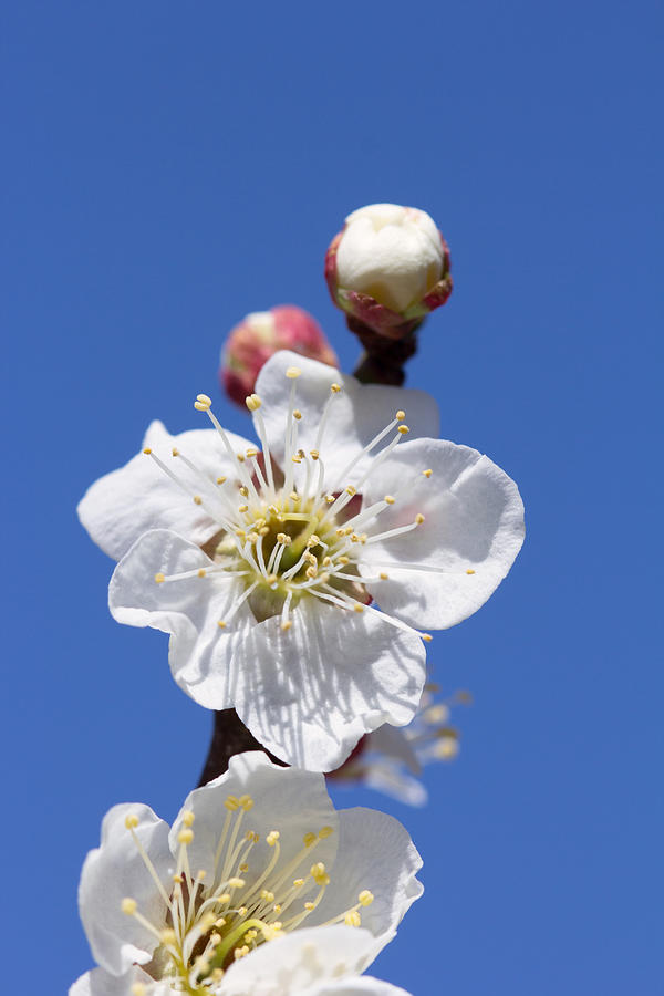 Plum blossom #2 Photograph by Y-studio
