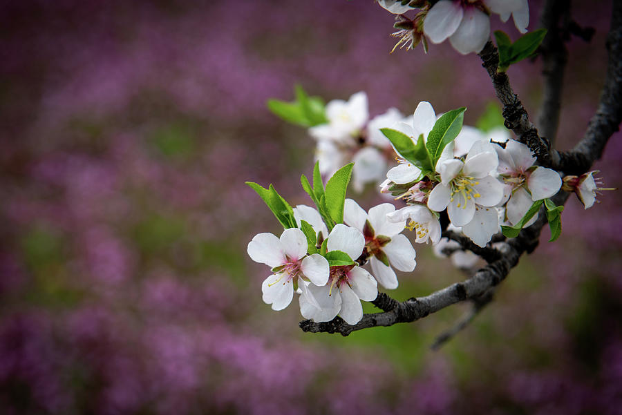 Plum white blooming blossom flowers in early spring. Springtime beauty #2 Photograph by Michalakis Ppalis