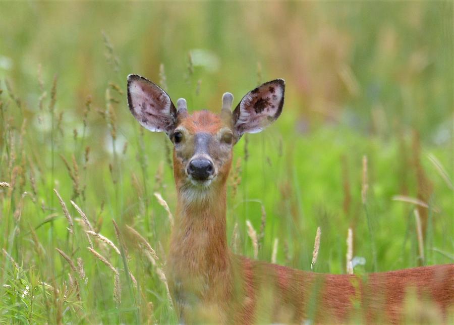 2 Point Buck Photograph By Jo Ann Matthews Fine Art America 2-point-buck-photograph-by-jo-ann-matthews-fine-art-america