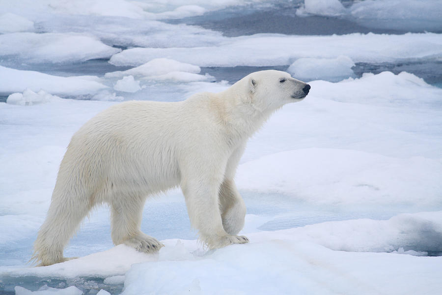 Polar Bear #2 Photograph by Micheldenijs