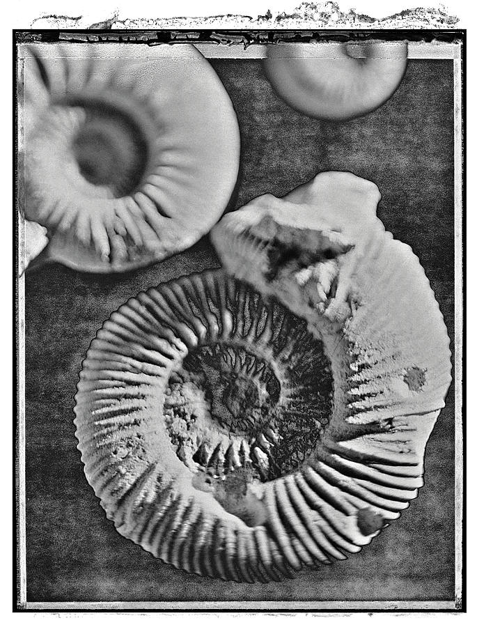 Polaroid Photo series Shells- Amonites - by Paul Willaims Photograph by Paul E Williams