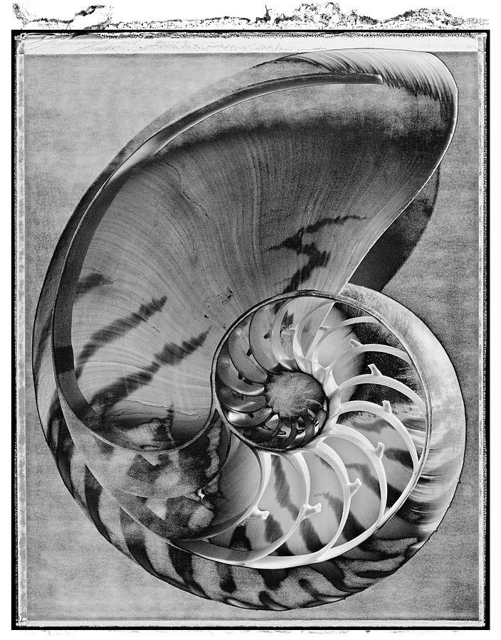 Polaroid Photo series Shells by Paul Willaims Photograph by Paul E Williams