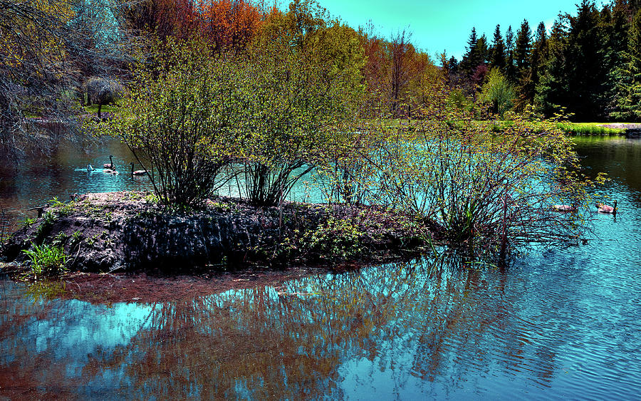 Pond Reflections Photograph