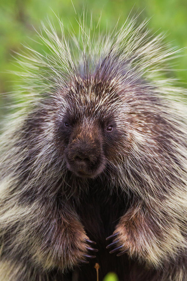 Porcupine Photograph by Jukka Jantunen - Fine Art America