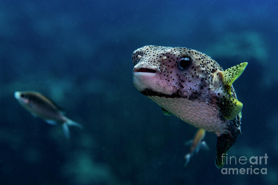 Porcupine Pufferfish #4 Photograph by JT Lewis