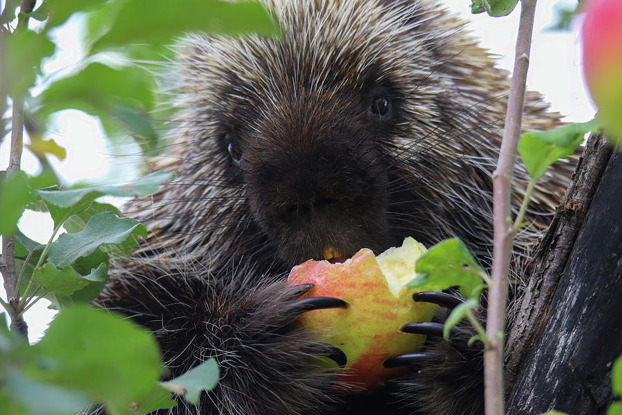 Porcupine With Apple #2 Photograph by Brook Burling