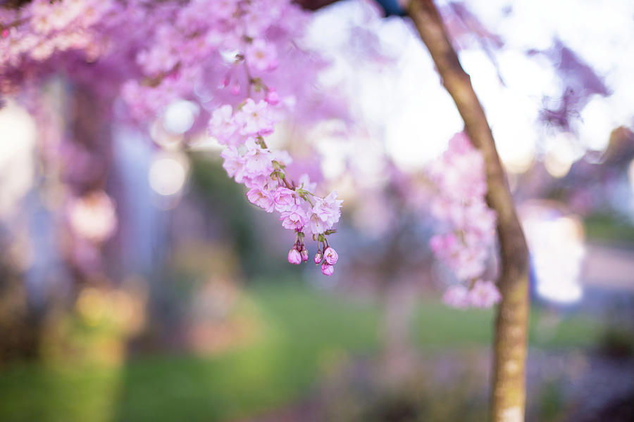 Portland cherry blossoms #2 Photograph by Kunal Mehra