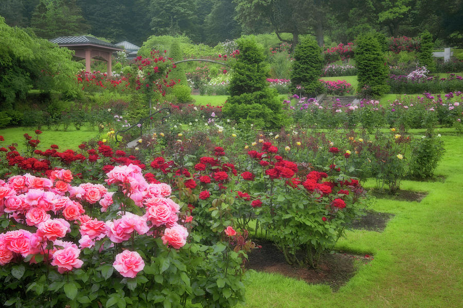 Portland's International Rose Test Garden in Washington Park displays ...