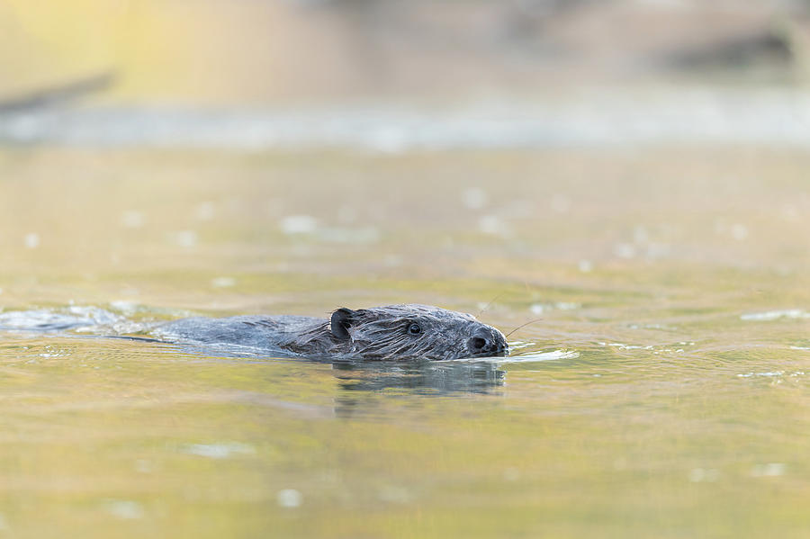 Portrait Of A Eurasian Beaver Swimming In The Morning Photograph